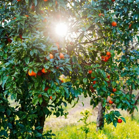 Летний дом Solar Boucas Амариш